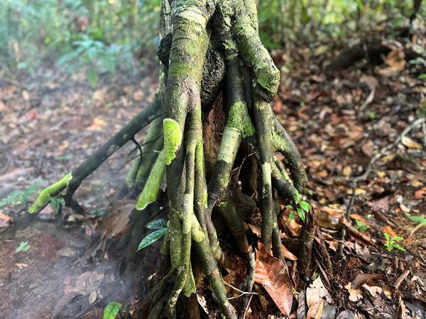 Amazonian Master Plants