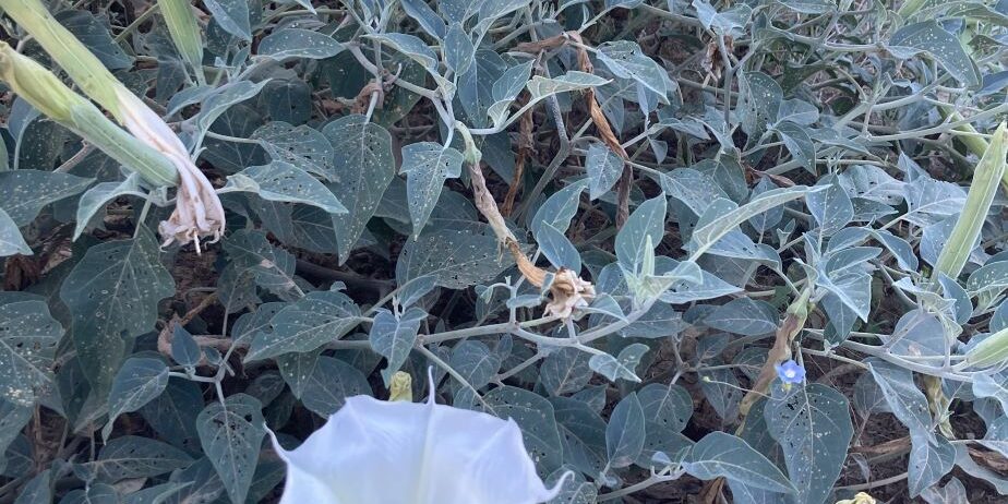 Sonoran Desert Flower Essences